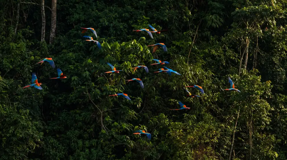 Saladero de loros en el Parque Nacional Yasuní