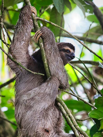 Perezoso en la selva