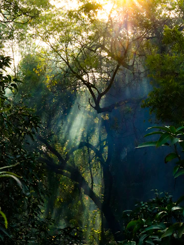 Luz del sol entre los árboles de la selva